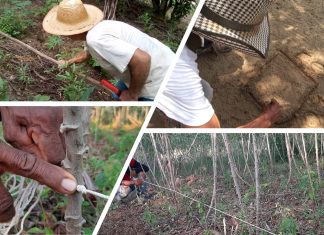 Etnomatemática. Vídeo 9. Cálculos y medidas de cultivos. Campesinos del Atlántico y Córdoba.