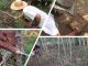 Etnomatemática. Vídeo 9. Cálculos y medidas de cultivos. Campesinos del Atlántico y Córdoba.