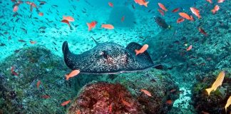 III CEMACYC: lista de espera