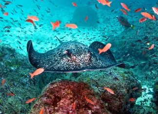 III CEMACYC: lista de espera