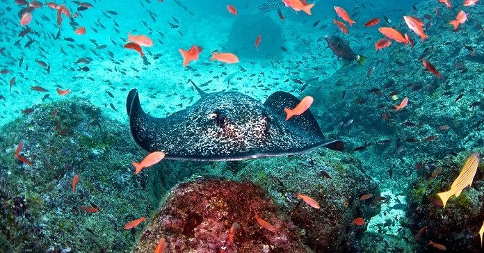 III CEMACYC: lista de espera